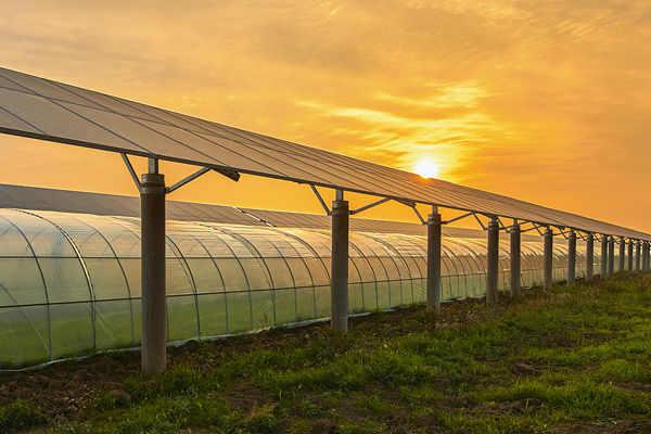 Solpaneler og drivhus